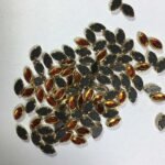 Glass Kundan Stones in Flat Back Mounts Eye Shape 8x5MM (Orange)15grams